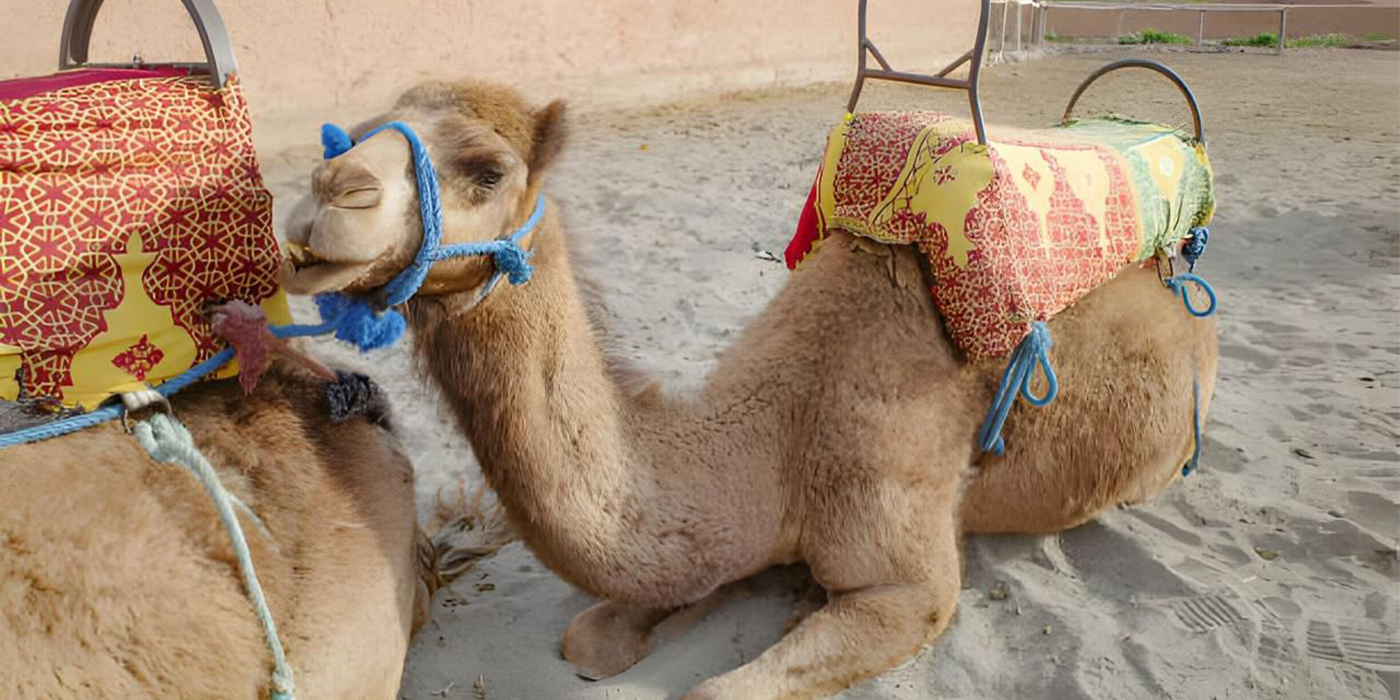 Marrakech Linelyes Adventure daypass palmeraie 1h quad / chameau / the / transport (palmeraie)